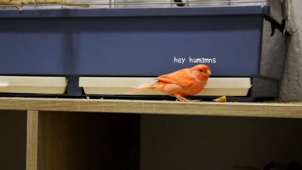 Smart Canary Goes Back to the Cage on Its Own