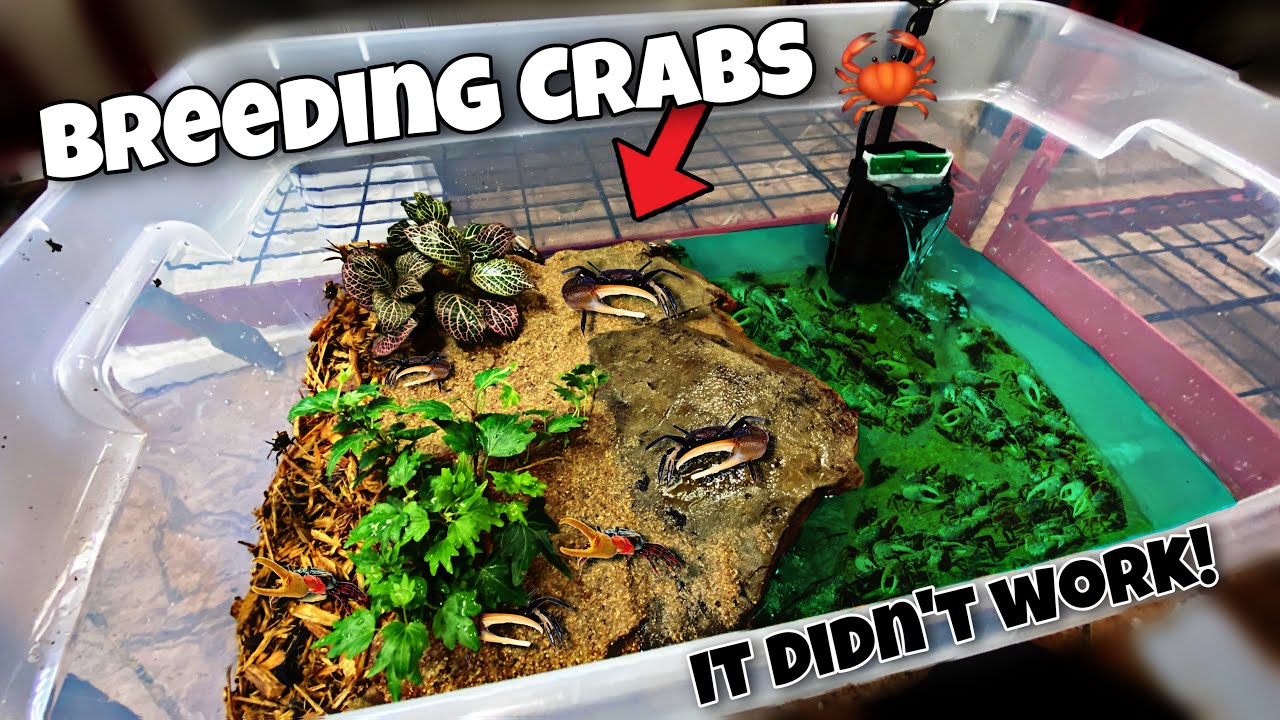 Breeding fiddler Crabs *Update*