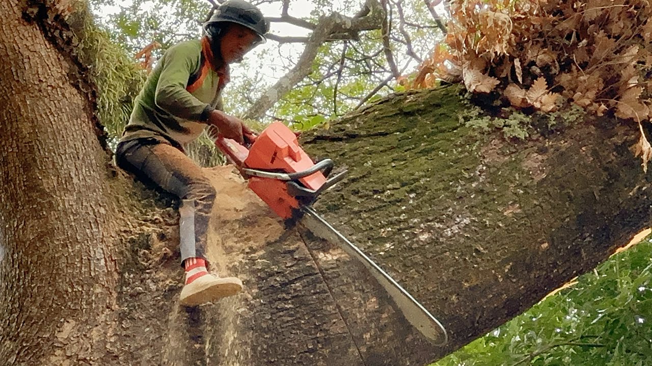 Very Dangerous… The first day of felling the giant trembesi tree‼️