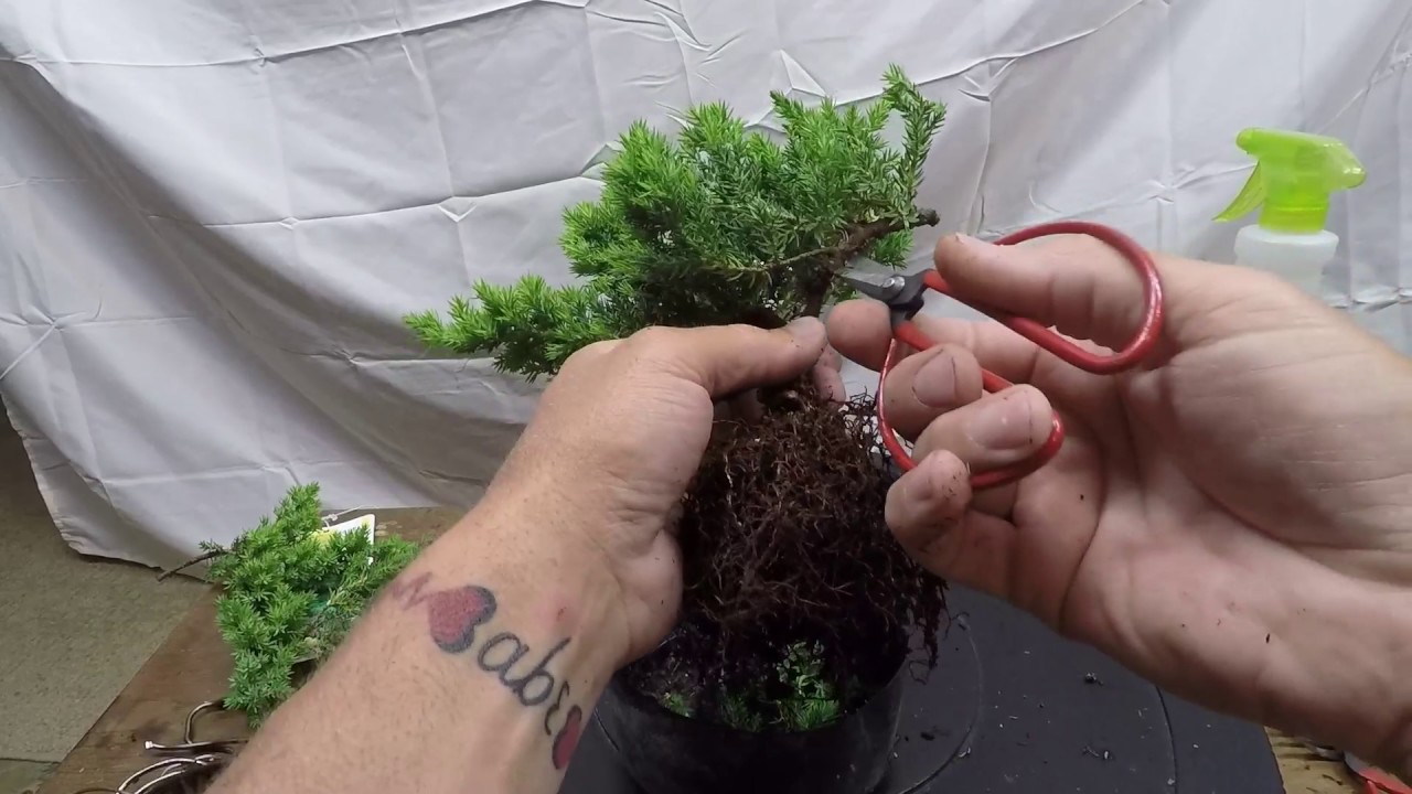 japanese dwarf juniper bonsai tree styling for beginners how to