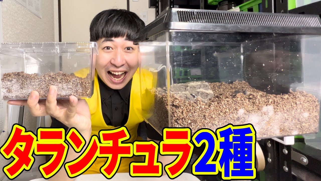 タランチュラのお引越しで予想外の失敗をしました