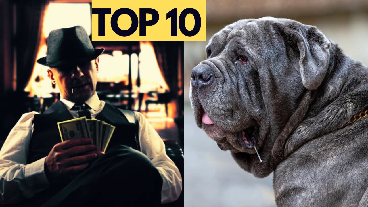 TOP 10 OLASZ kutyafajta!