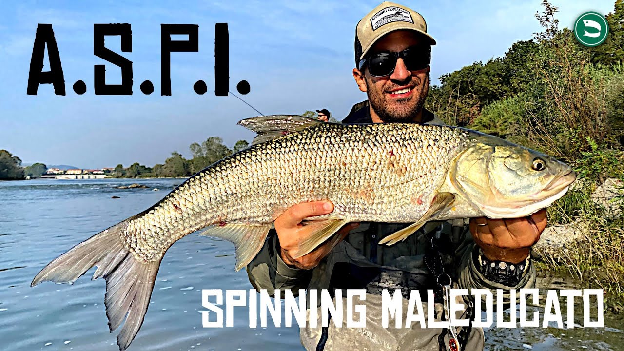 SPINNING Maleducato all'ASPIO sul Fiume PO