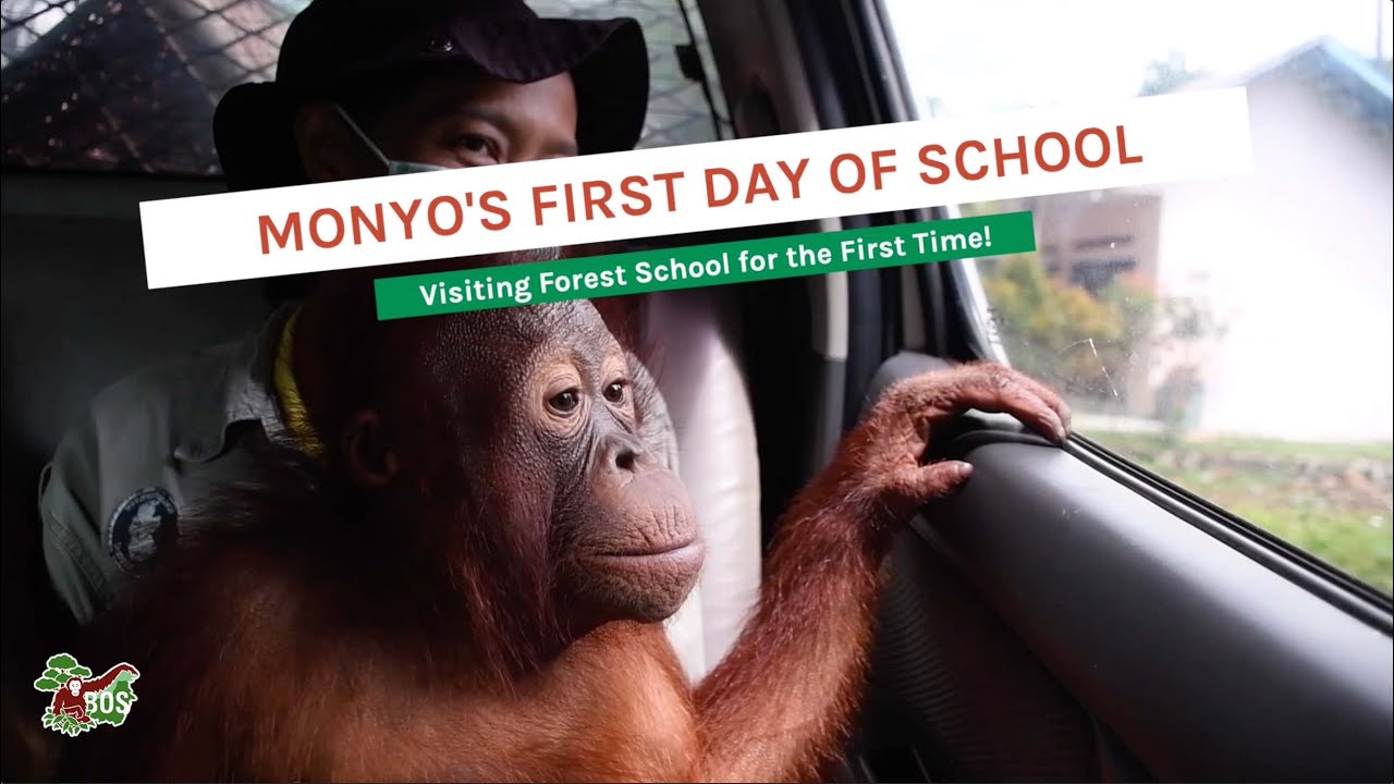 ORANGUTAN MONYO FIRST DAY OF SCHOOL!