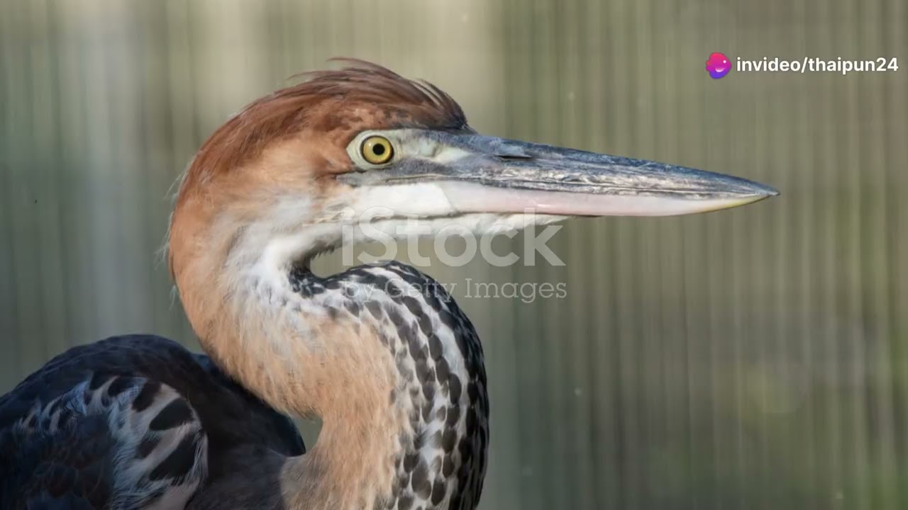 Birdwatching Safari: Discovering Zimbabwe's Avian Delights #animal2024 #wildlife