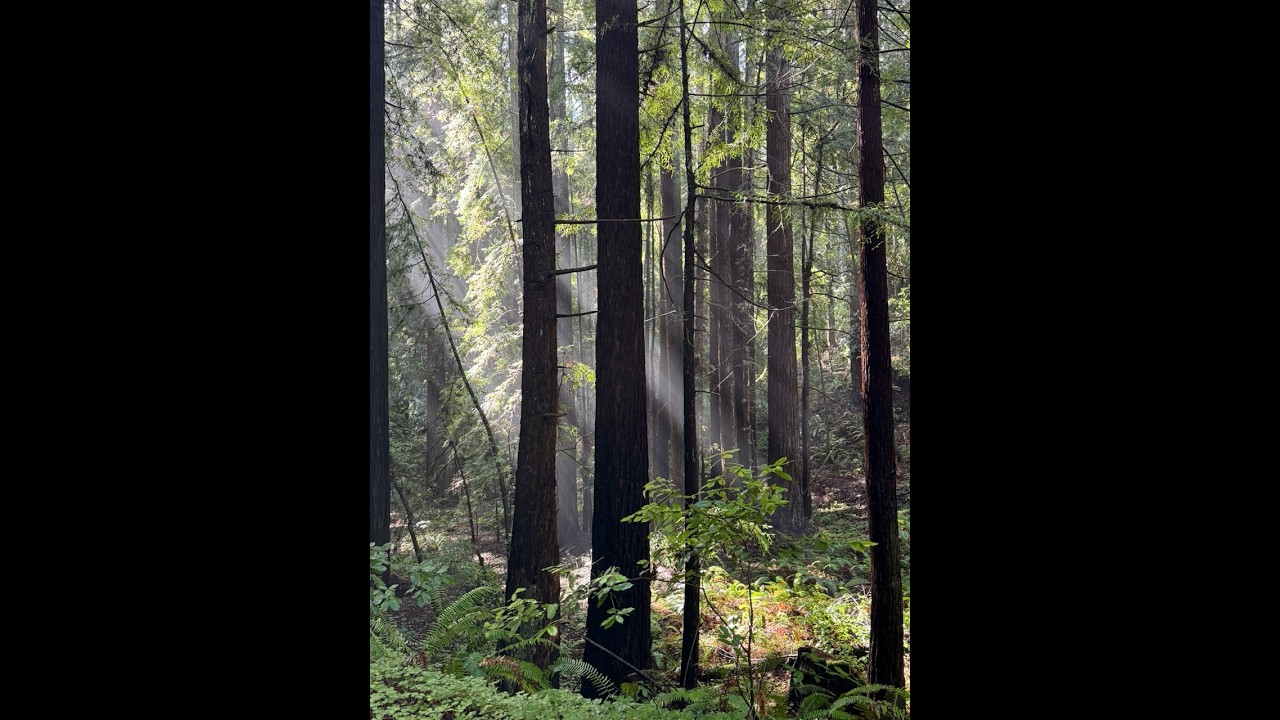 Hiking in The Forest of Nisene Marks, Santa Cruz Mountains, California.