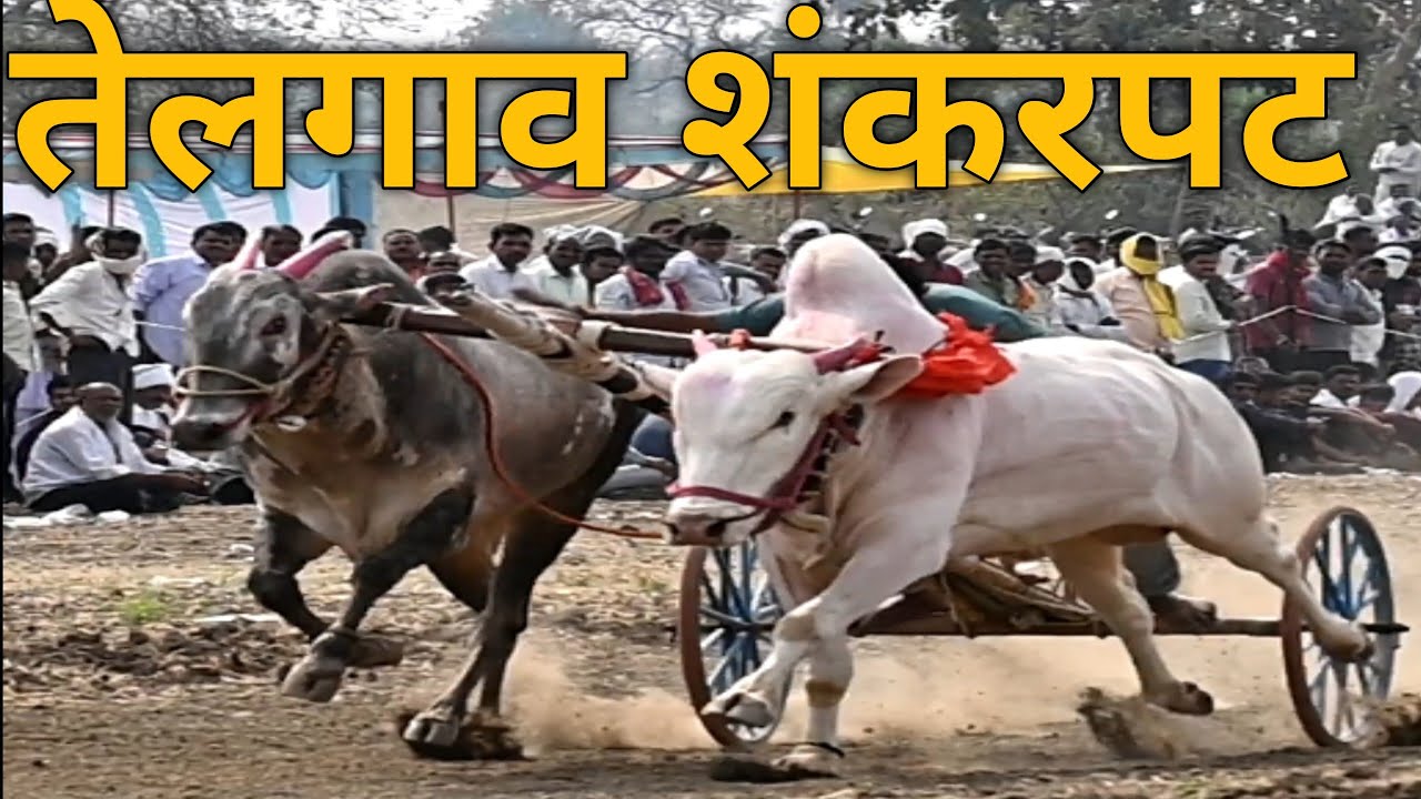 telgaon shankarpat 2026