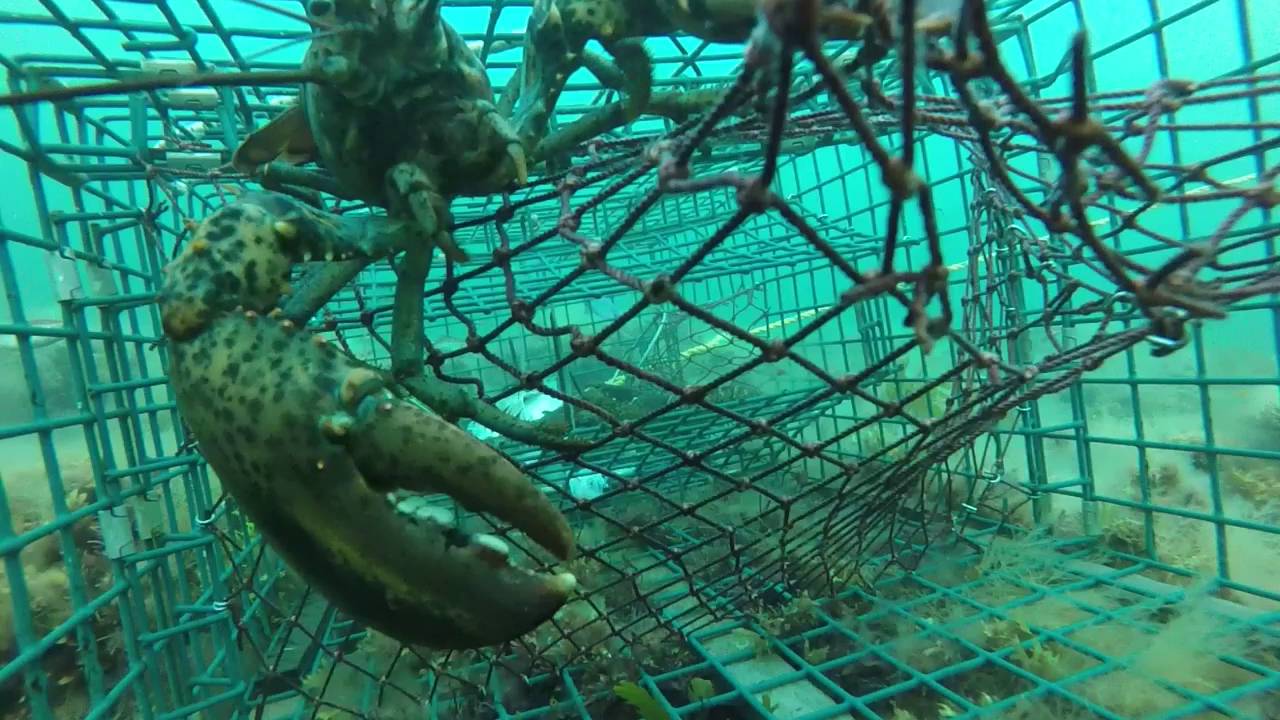GOPRO Lobster June 28 2016