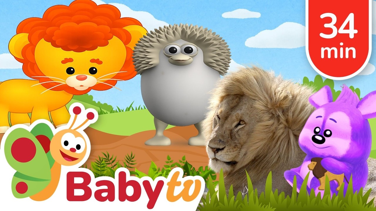 Meet the Lion 🦁 | King of the Animals | Animal Facts for Toddlers @BabyTV