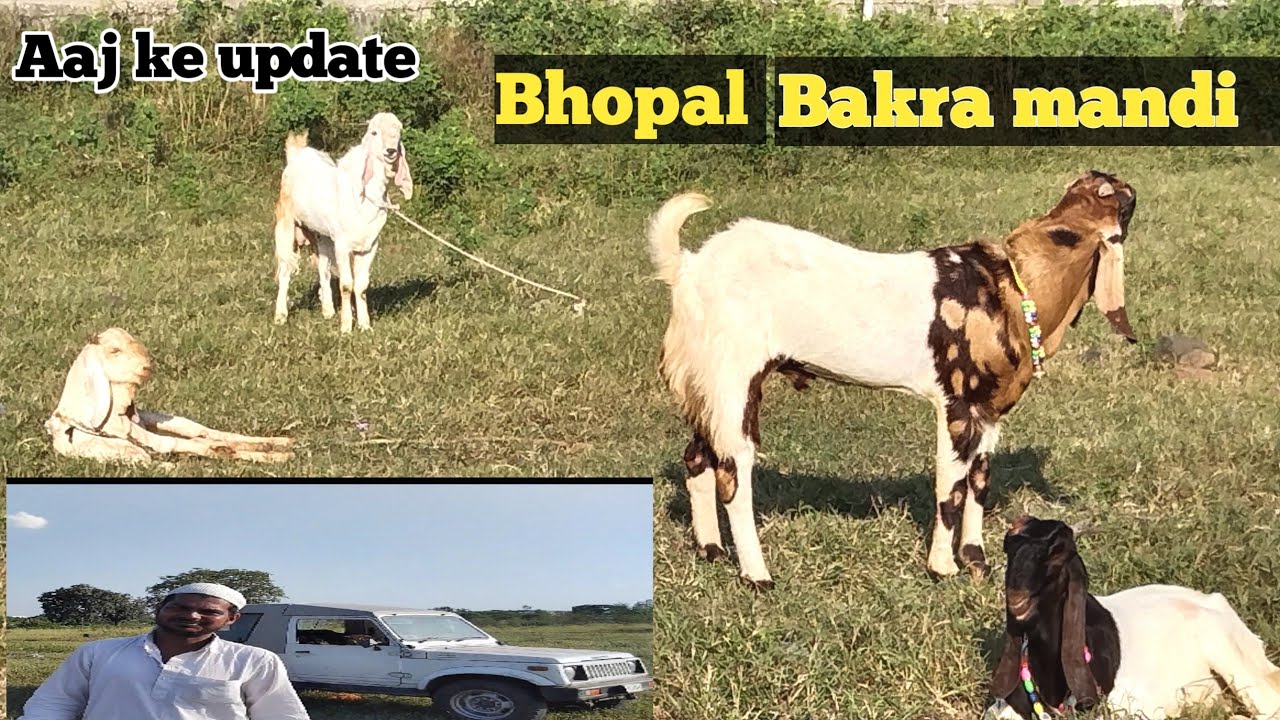 Bhopal Bakra mandi | भोपाल बकरा मंडी