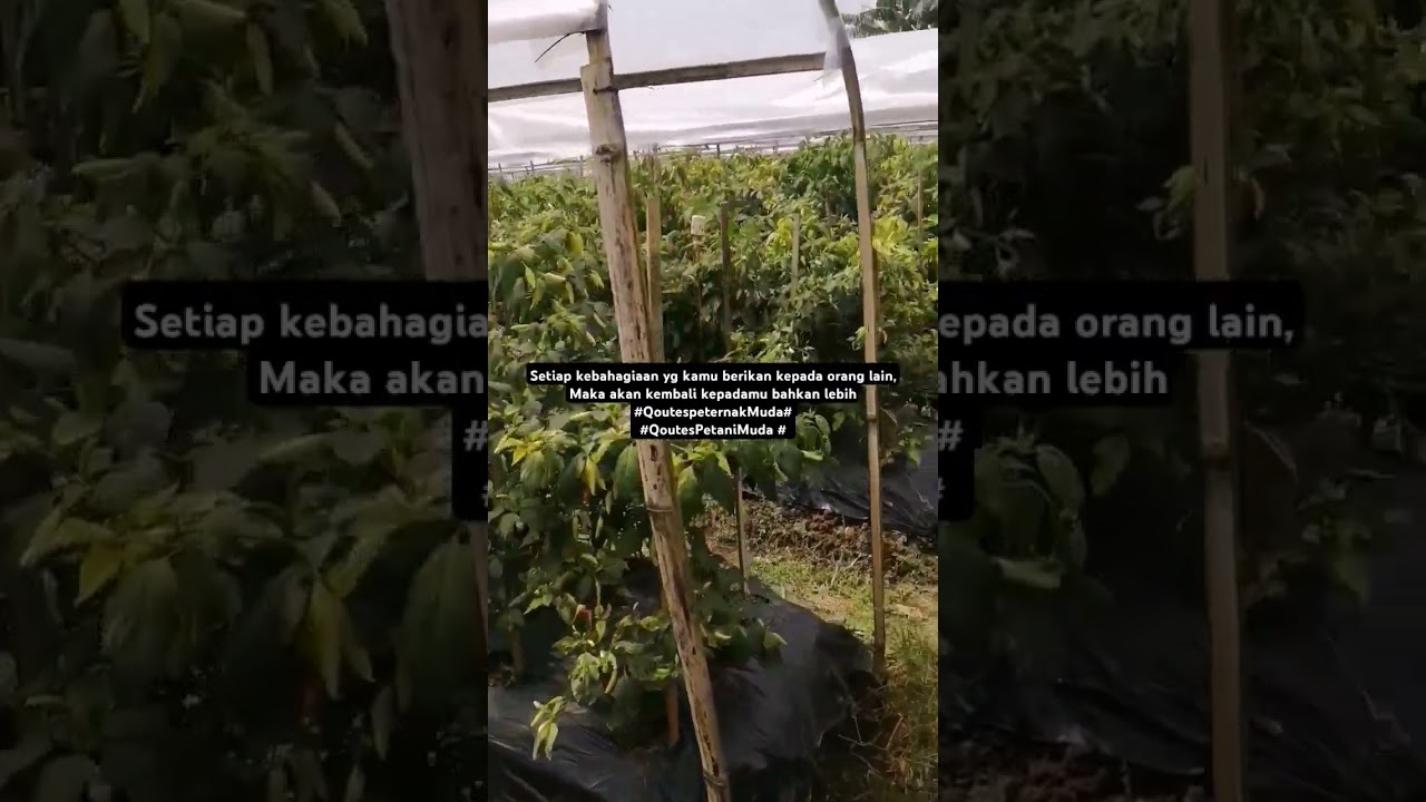 #shortvideo #Qoutes#petanimuda #peternakmuda #petanicabaisukses #cabaiori #fyp #viralvideo