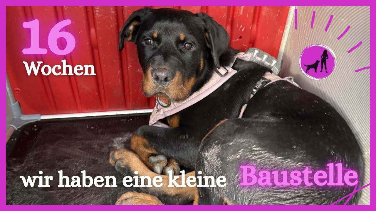 Wir haben eine Marotte entwickelt… | Alte Hundeschule