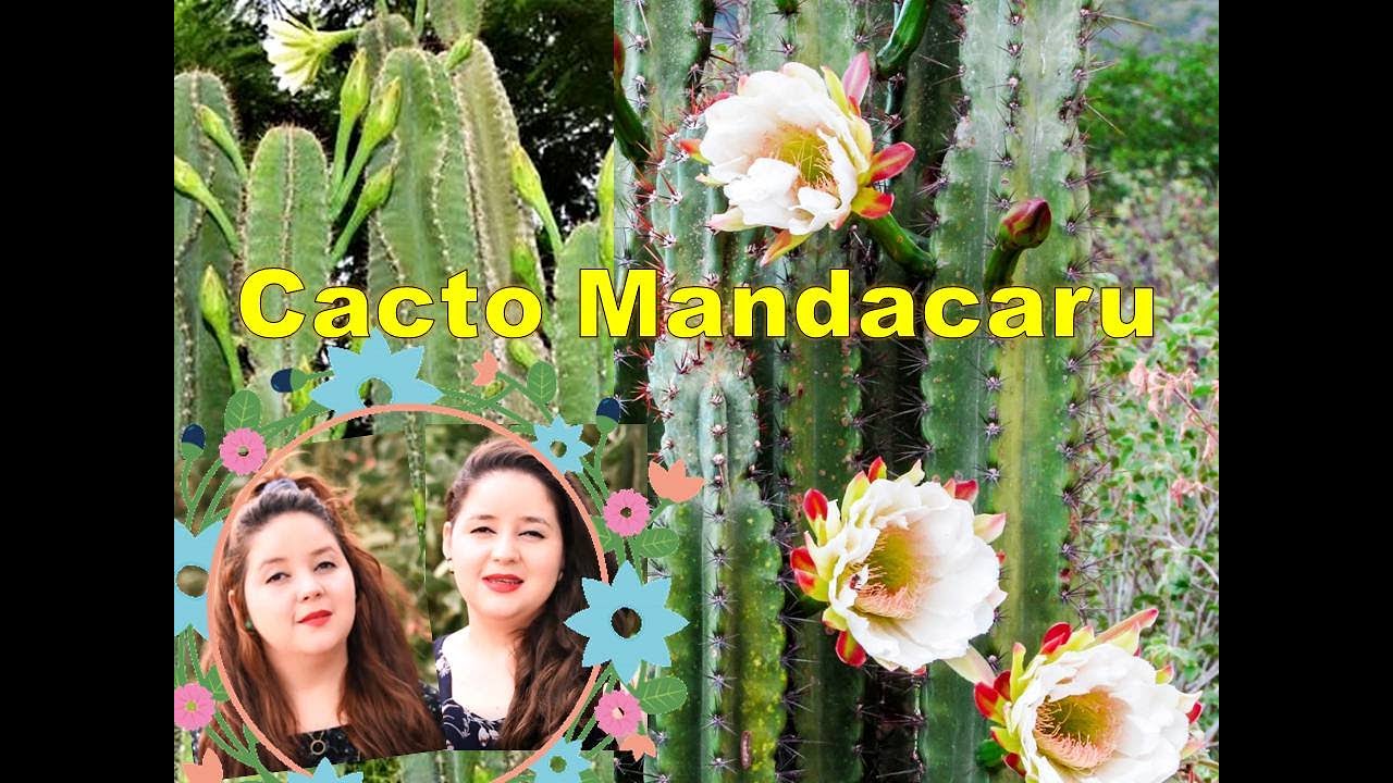Não plante Cacto Mandacaru sem ver esse vídeo primeiro!