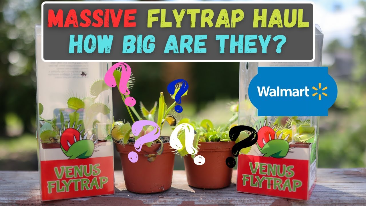 Walmart Venus Fly Trap Haul - HUGE Venus Flytraps From Big Box Store - MUST SEE