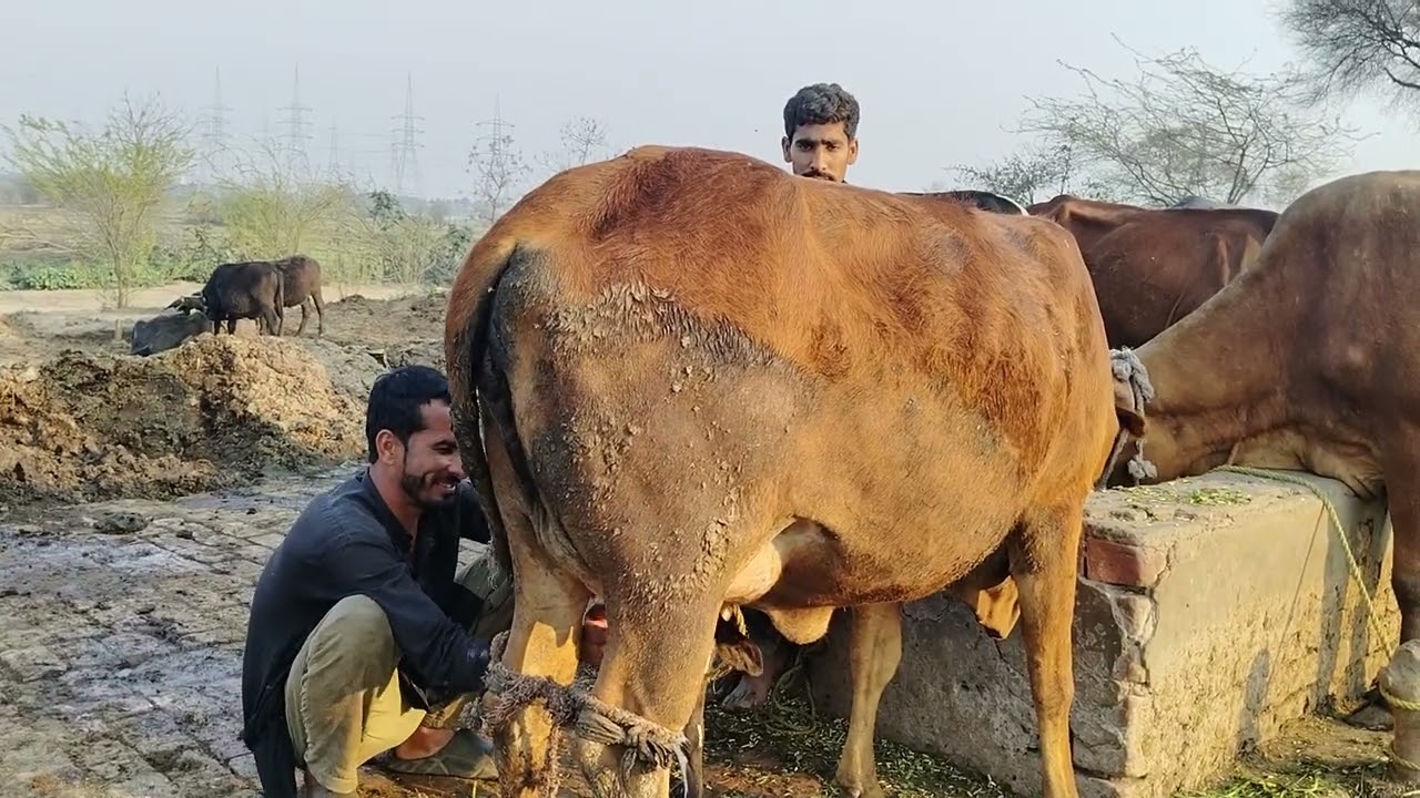 Village Life in Lahore Pakistan #gmjuttvilog #villagelife 