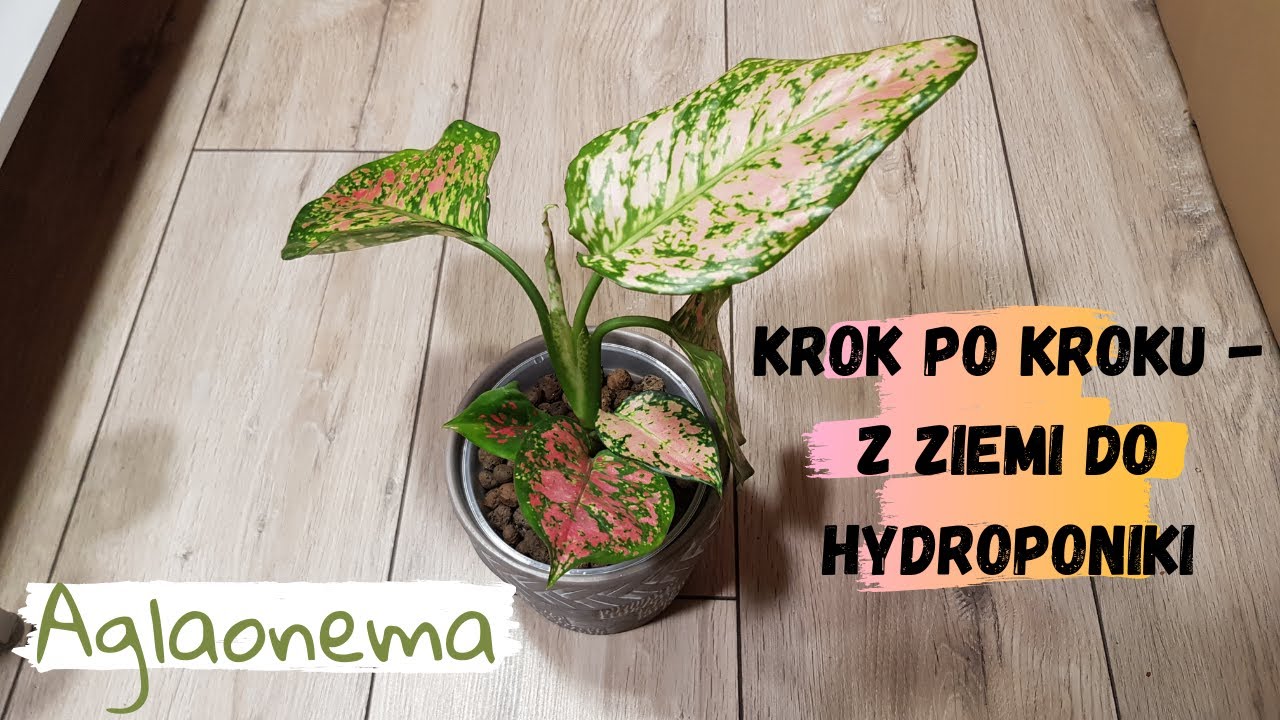 Krok po kroku - Z ziemi do hydroponiki - Aglaonema