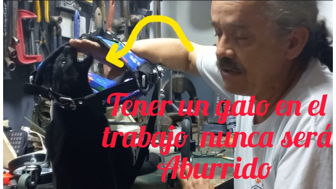 TENER UN GATO EN EL TRABAJO NUNCA SERA ABURRIDO