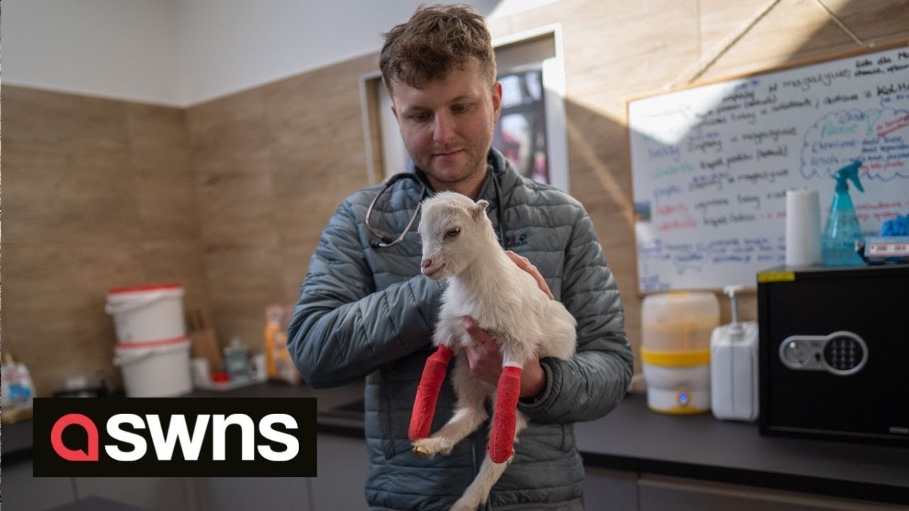 Hero vet is crossing into Ukraine to rescue animals trapped in the conflict | SWNS