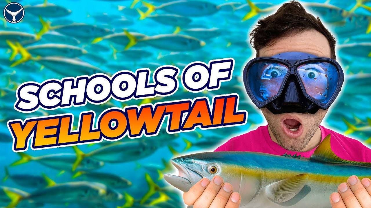 Spearfishing Yellowtail in San Diego (Catch Clean Cook)