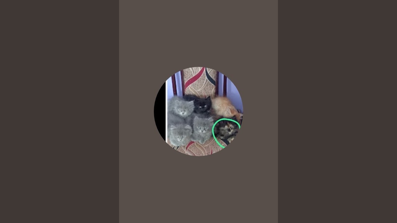 cat kingdom  is live!