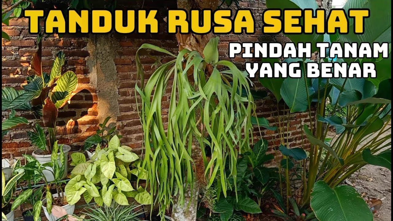 Cara memperbanyak tanaman TANDUK RUSA dan cara pindah tanamnya