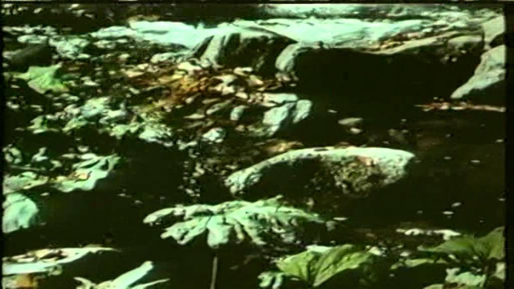 Филм за Черни Осъм 2