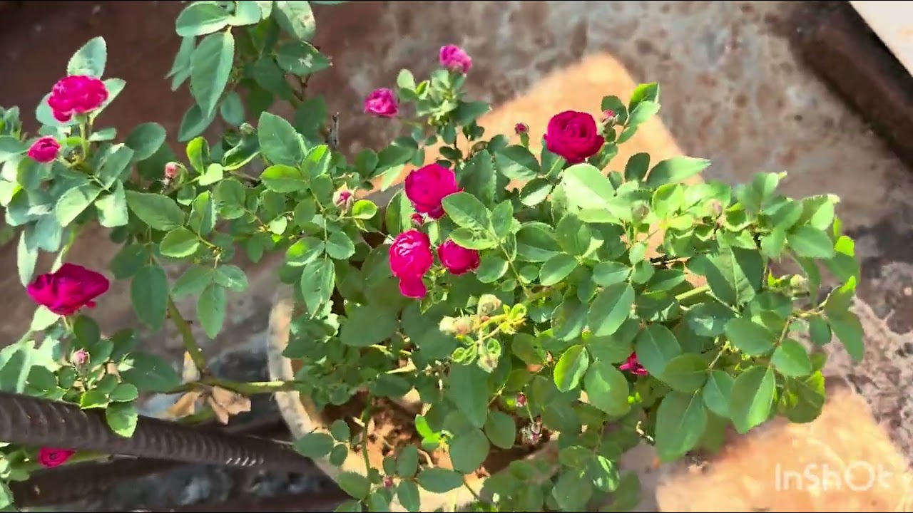 #మా terras garden లో ఎన్ని roseflowers #వచ్చాయో చూడండి.