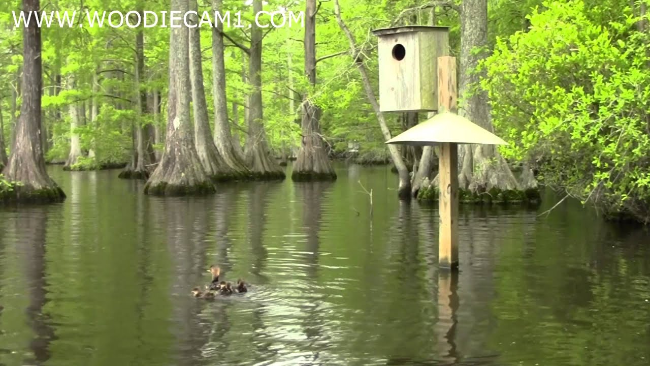 Hooded Merganser and Wood Duck babies skydive.  5-8-14