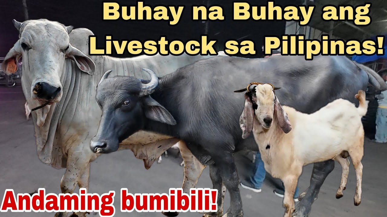 January 19, 2024 Presyo ng Baka, Kambing at Kalabaw | Dji Osmo Action 4 | Livestock Farming