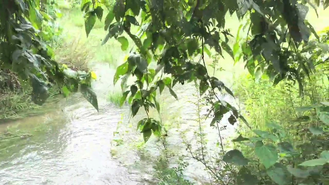 Bihar flood 2024 #BiharFlood2024 #Gandakriver