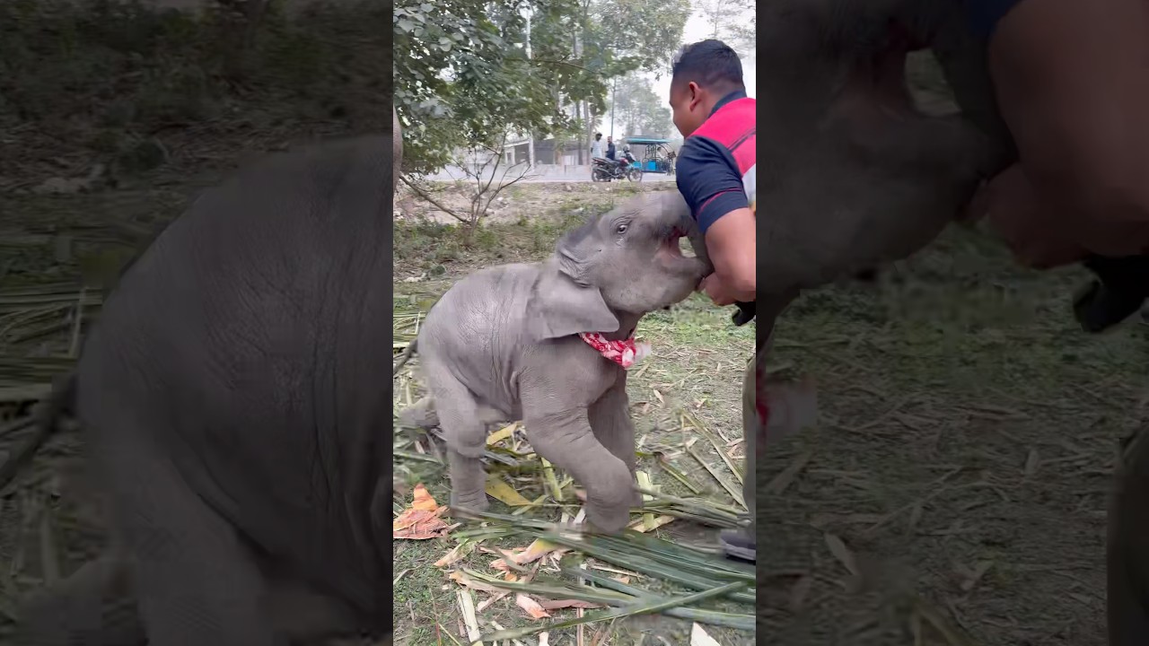 So funny video😂😂😂🌿🐘💚 #assam #elephant #highlights #nature #funny #viralshort