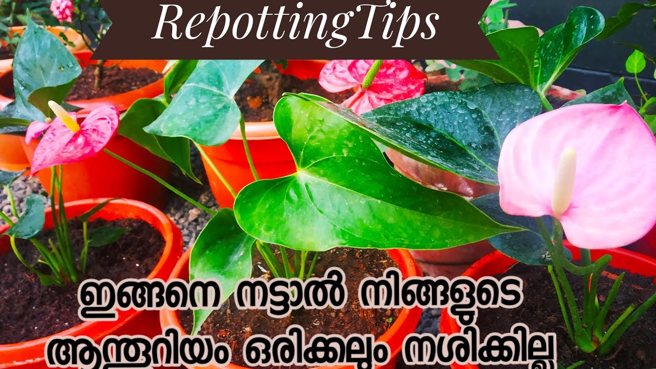 ആന്തൂറിയം തൈകൾ മാറ്റി നടാം || Perfect potting mix for Anthurium||Anthurium repotting malayalam||