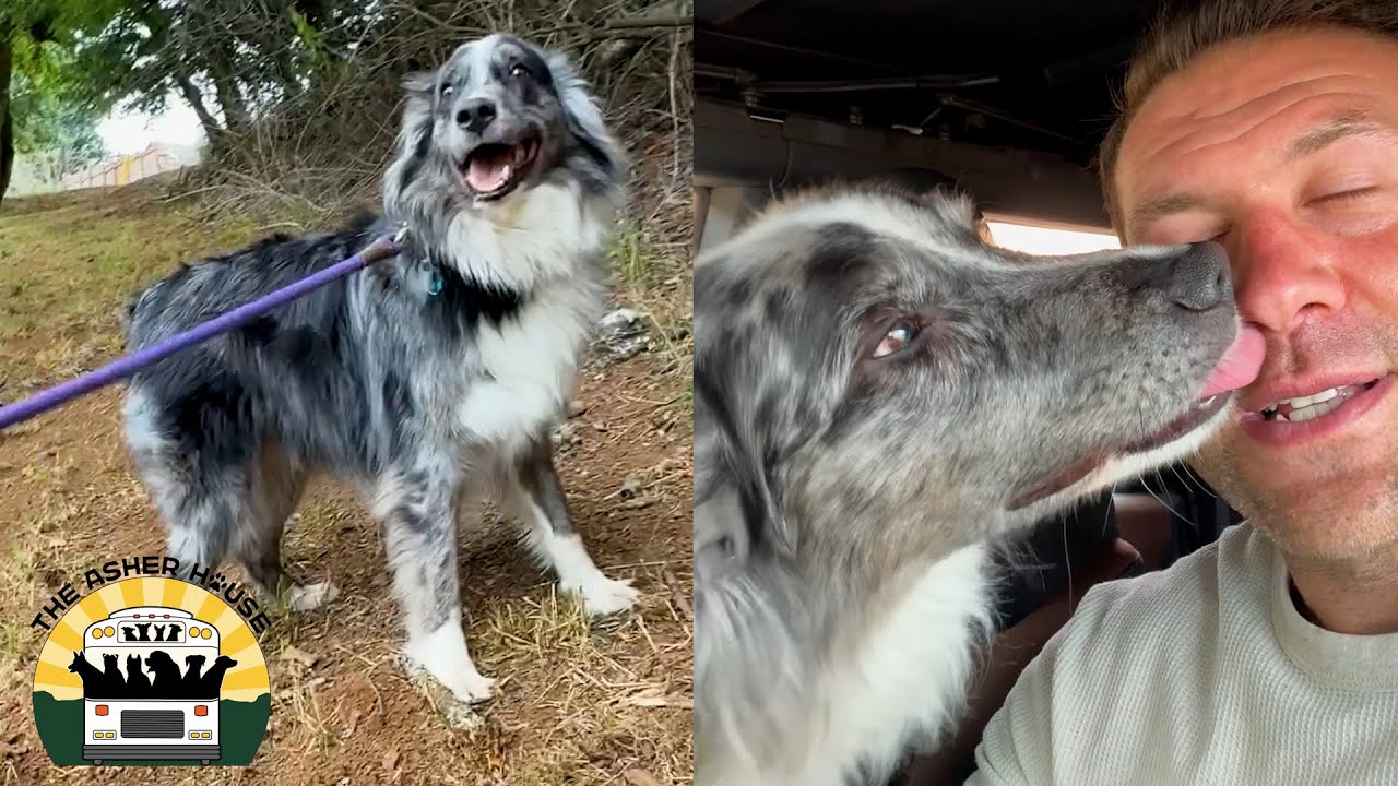 Frankie had been boarded in a crate with almost no interactions for four years | The Asher House