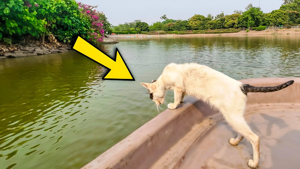 For days the cat stayed beside the water, watching her reflection in peace.