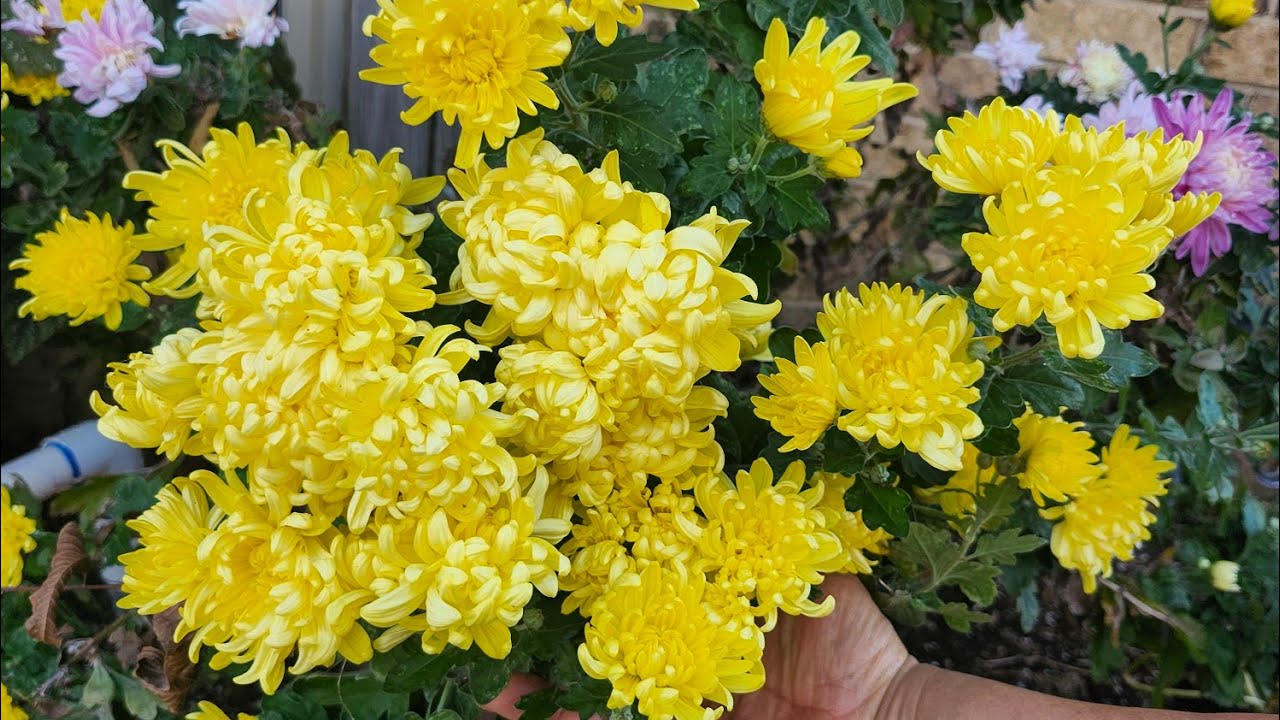 ||Plantas vivas con Adela||