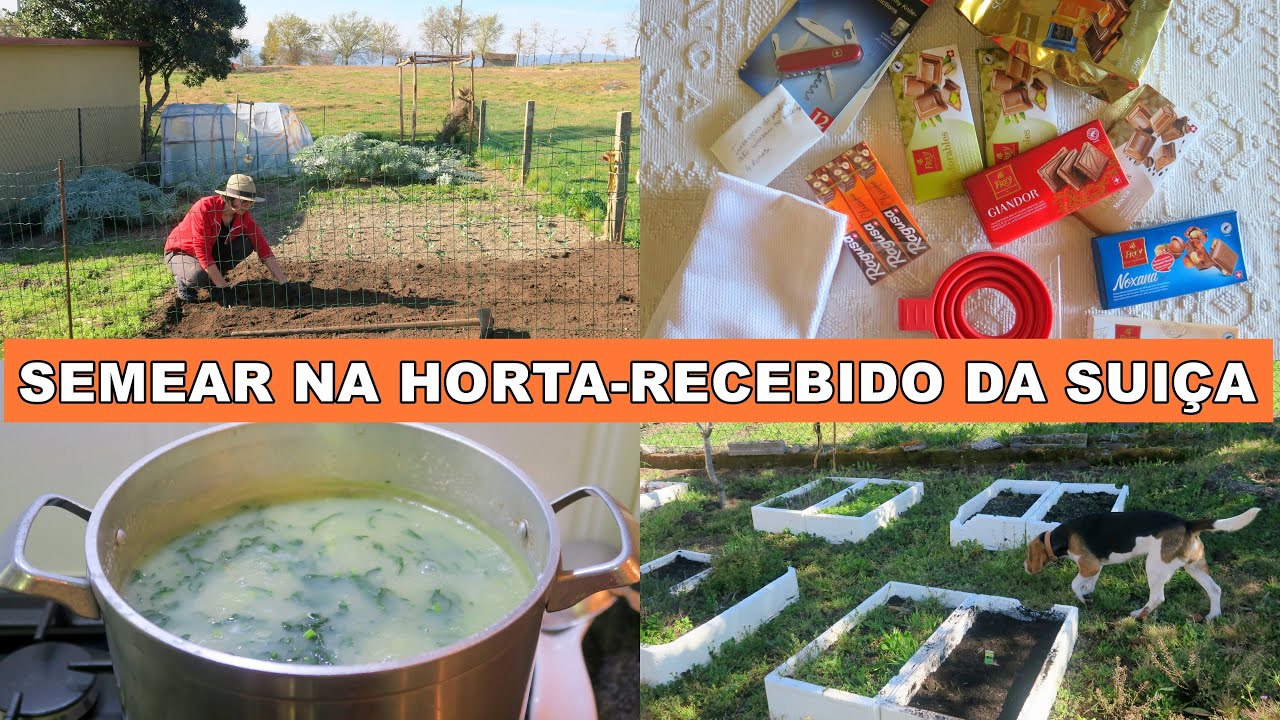 VIDA RURAL NA ALDEIA-CALDO VERDE-SEMEAR FEIJÃO VERDE#simpleliving#vidasimples
