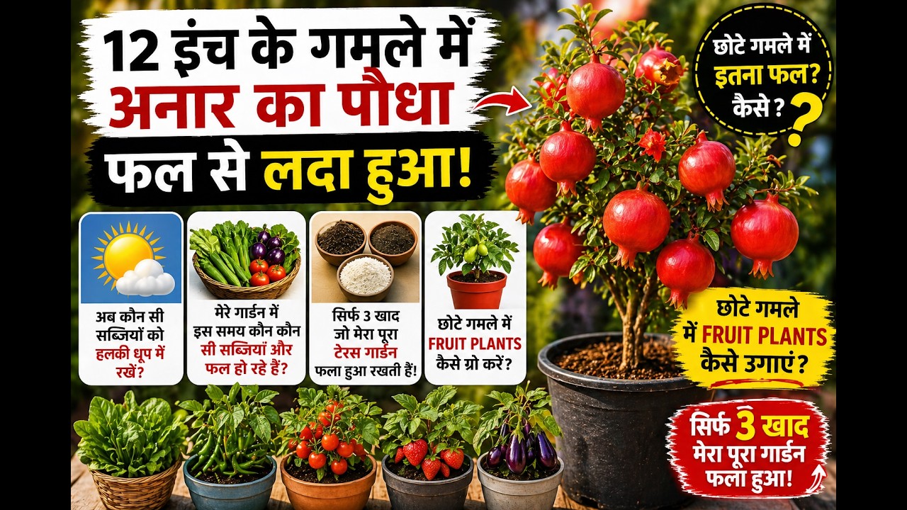 12 इंच के पॉट में अनार से भरा पौधा 😲 | सिर्फ 3 खाद से मेरा गार्डन फल रहा है | गार्डन अपडेट