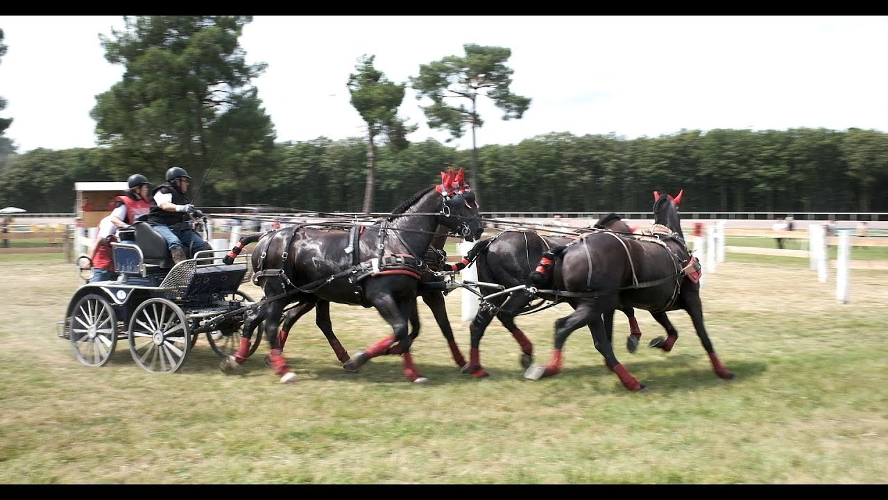 Cholet Attelage - Concours national 2023 - le Marathon