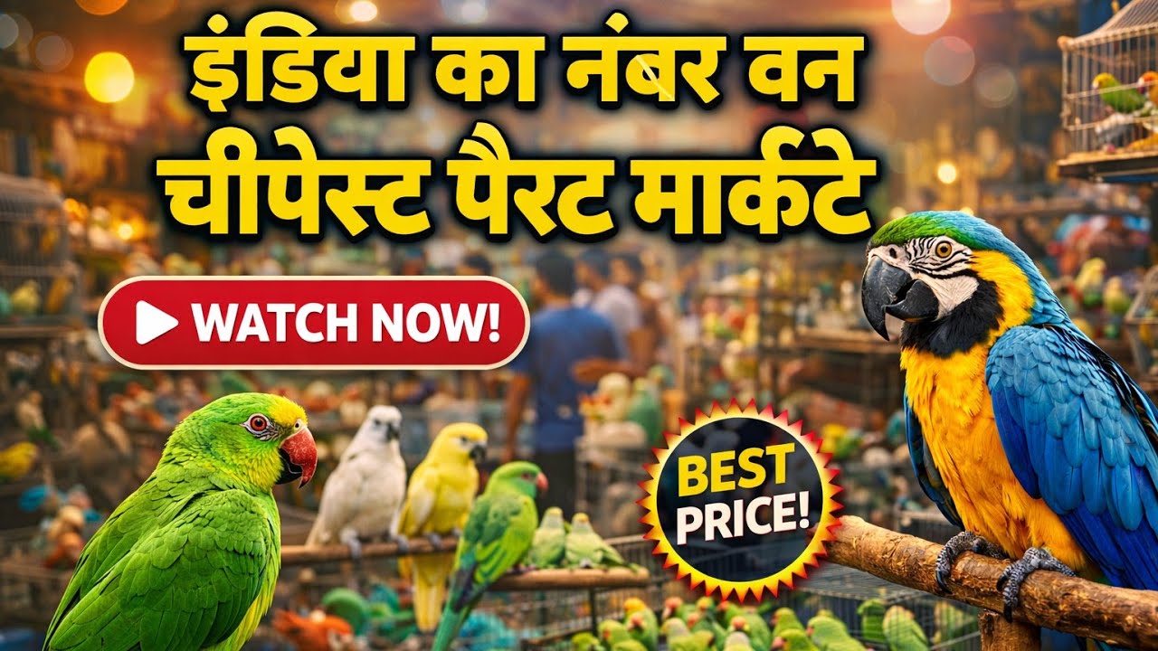 India Ka No.1 Cheapest Parrot Market 2026 || Parrot  Only ₹50 Rupe 
