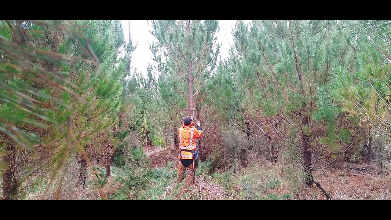 1st lift pruning NZ
