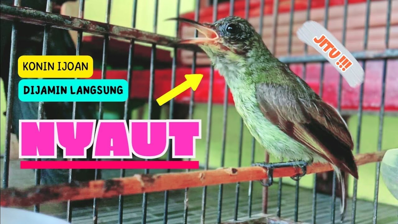 Suara Pancingan KONIN IJOAN Agar Bunyi || Masteran KONIN Agar CEPAT Gacor #6