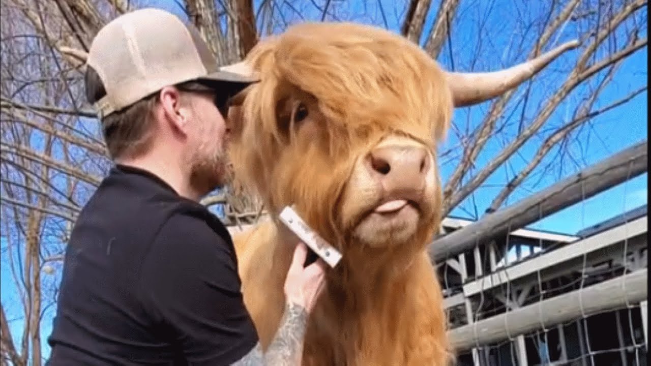 Dad cow refuses to grow up, still acts like a puppy