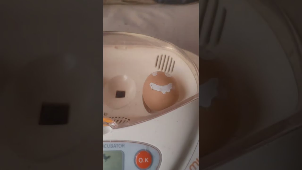 ブラマ、嘴打ちはじまりました