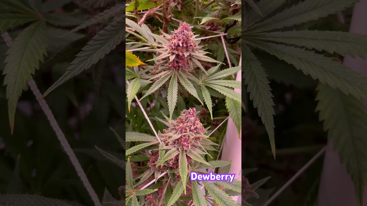 Dewberry (Black Cherry Pie x Northern Lights F4) Indoor Cannabis Facility