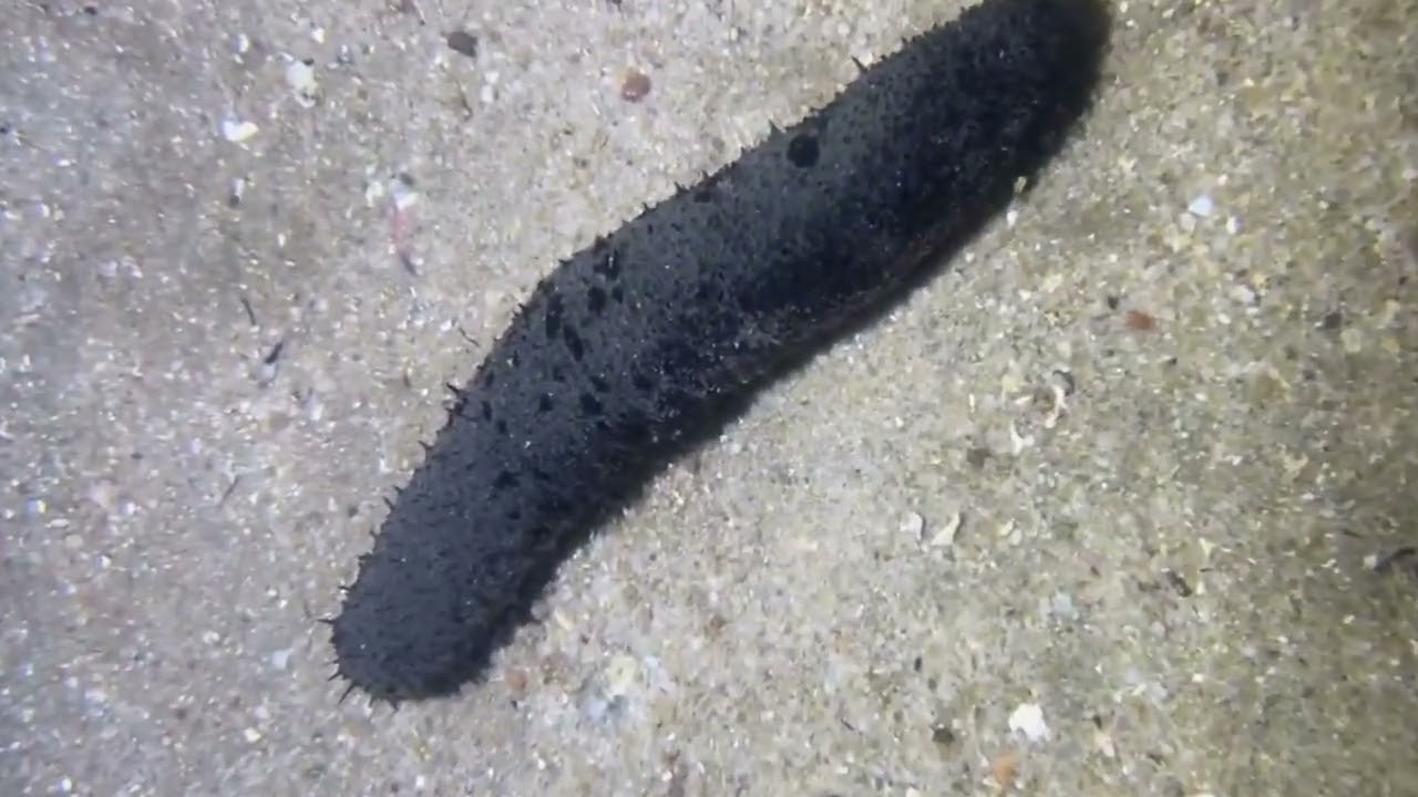 What did I catch from the sea today? Watch until the end of the video to find out!