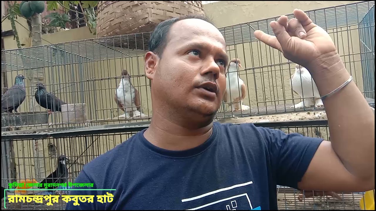 রামচন্দ্রপুর কবুতর হাট | কুমিল্লার প্রসিদ্ধ কবুতর হাট | Ramchandrapur Kabutar Hat famous of comilla