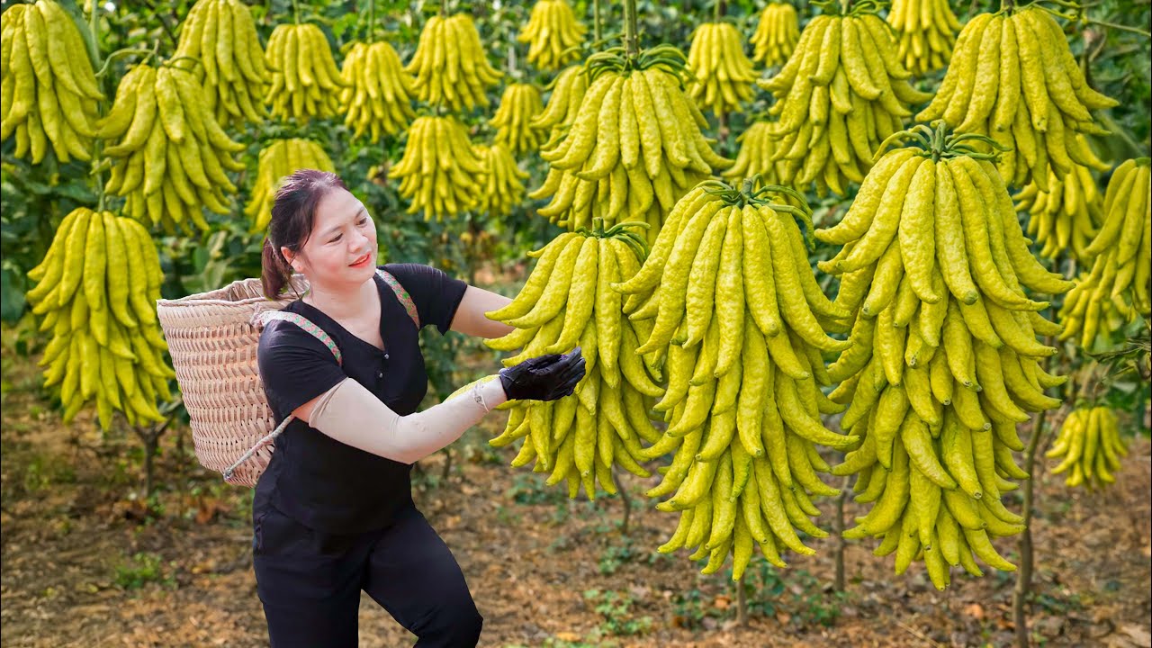 Harvesting Wild Buddha’s Hand Fruit | Traditional Steamed Egg Roll Recipe