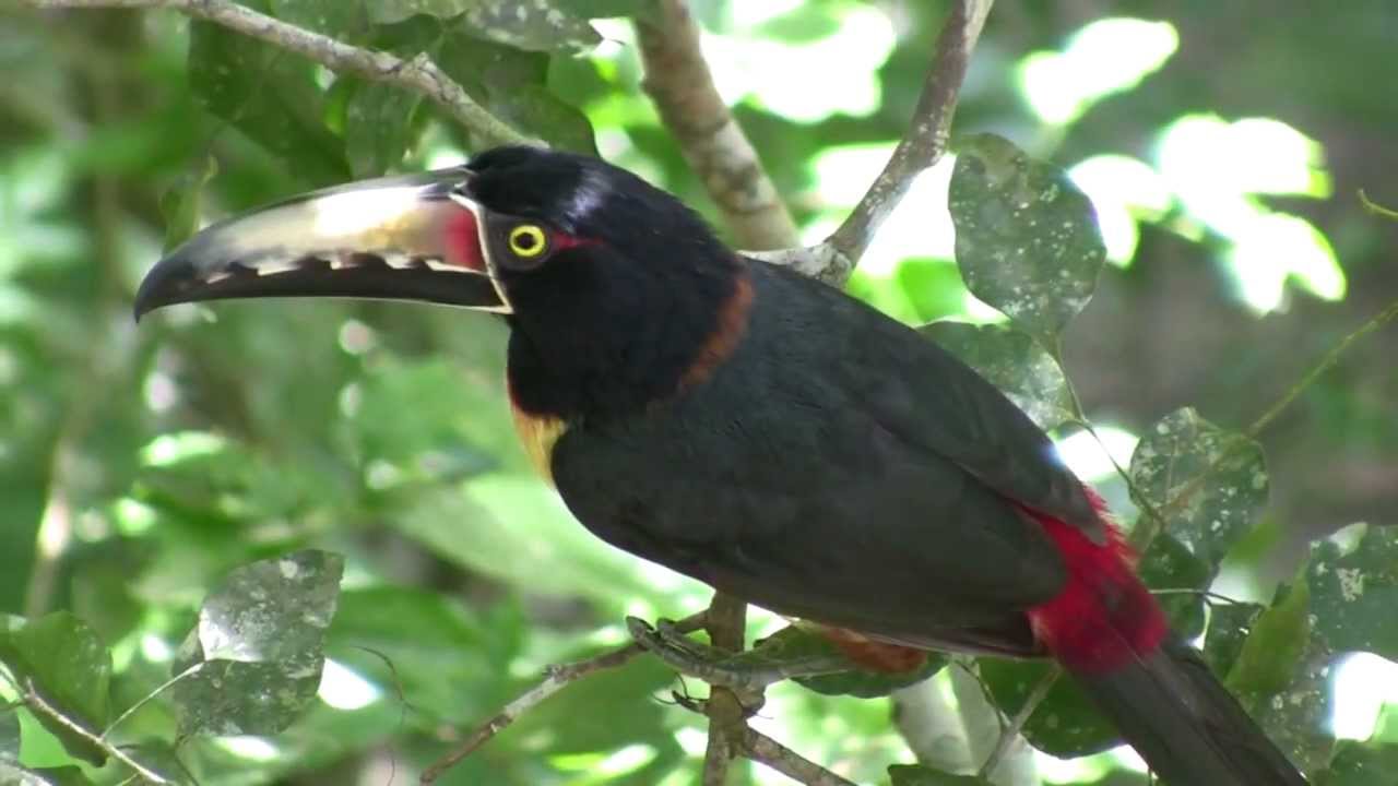 Collared Aracari (Pteroglossus torquatus)