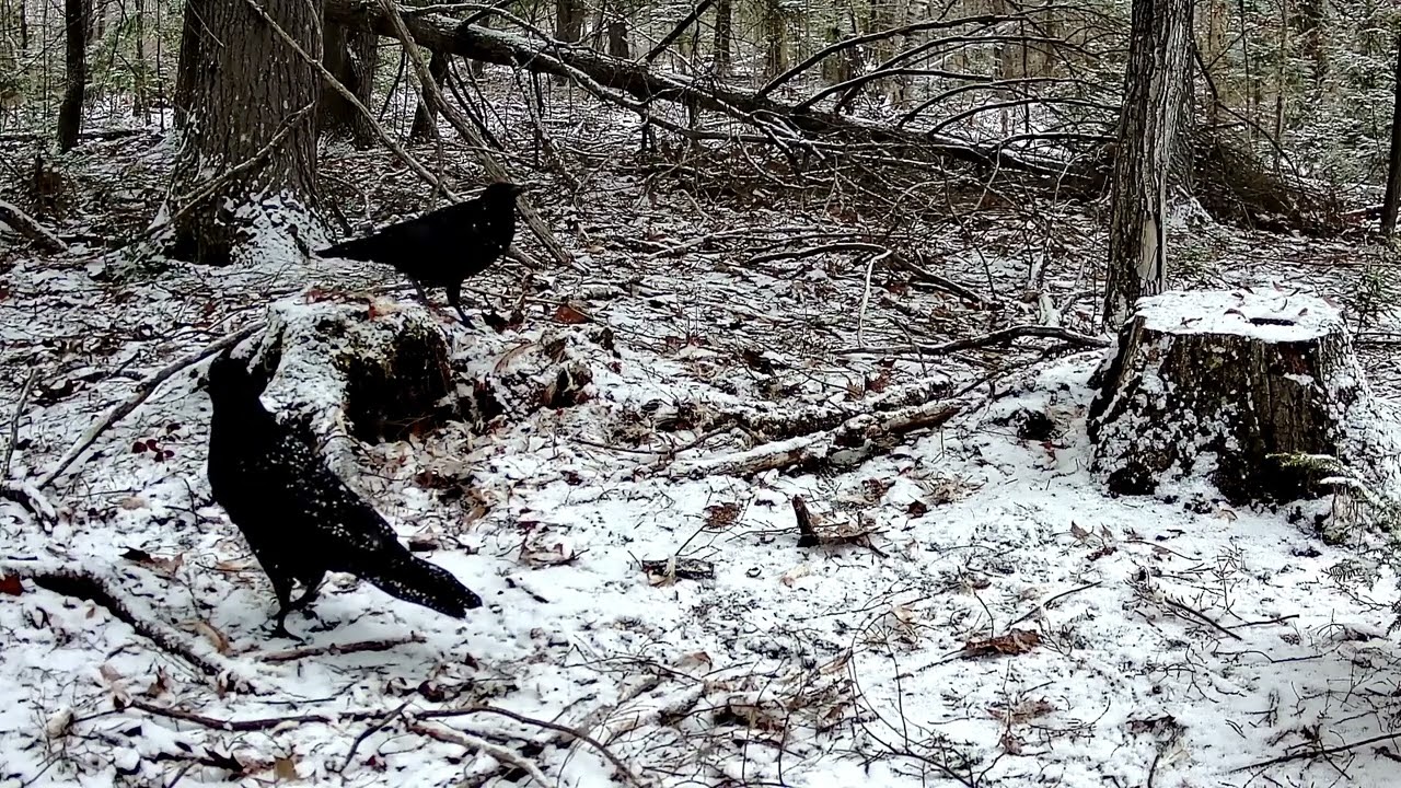 Cozy Ravens in Winter Snowfall | Nature Sounds | ASMR