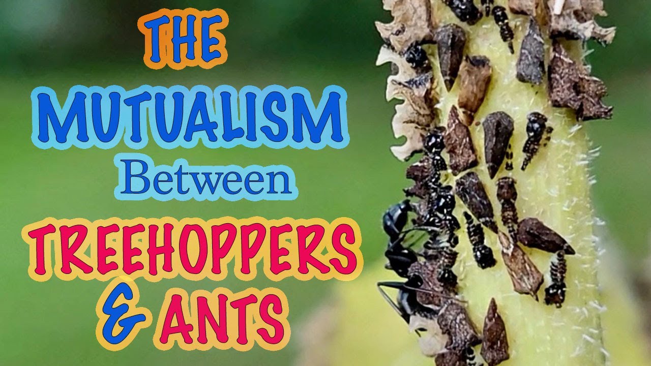 KEELED TREEHOPPERS! And Their Symbiotic Relationship With ANTS